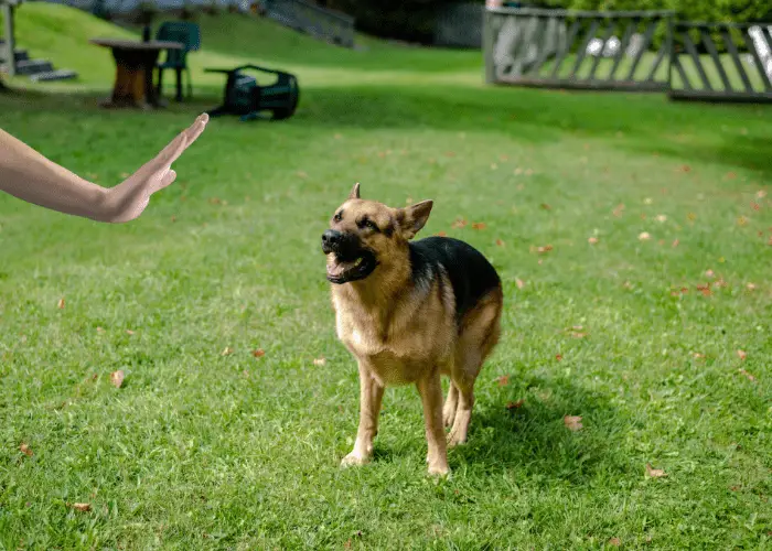 24 Dog Commands in German ( With Pronunciation and Audio )