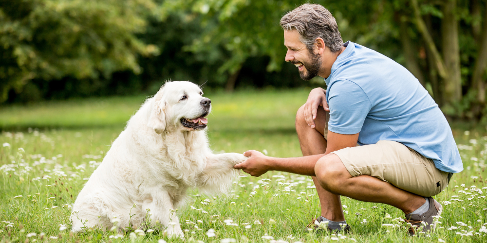 owner training his dog