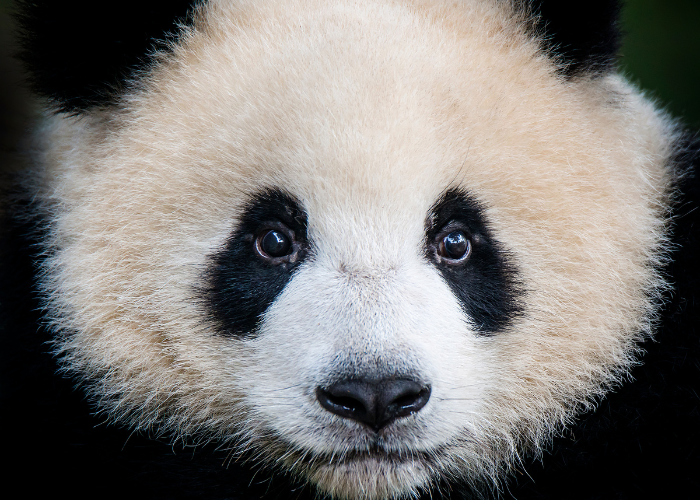 panda close up photo