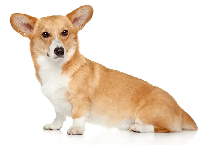 Top 10 Most Popular North American Dog Breeds 11 pembroke welsh corgi dog on white background