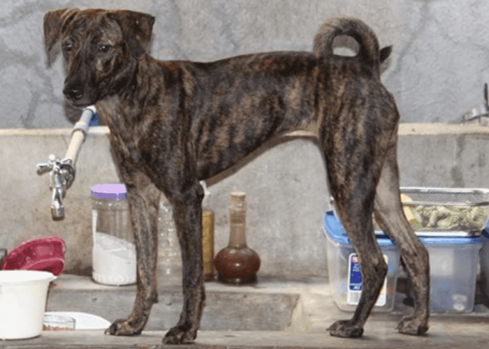 philippine witch dog puppy standing on the sink bench