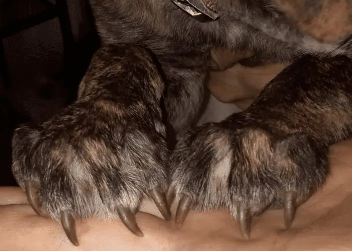 philippine witch dog showing claws