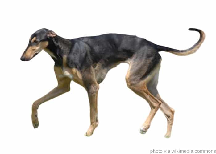 5 Polish Dog Breeds (ALL DOGS FROM POLAND) 2 Polish Greyhound Dog on white background