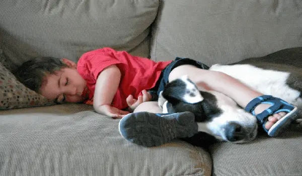 Why Do Pit Bulls Like to Sleep Under Blankets? 2 pit bull and boy sleeping on the couch with boy's left leg on dog's neck