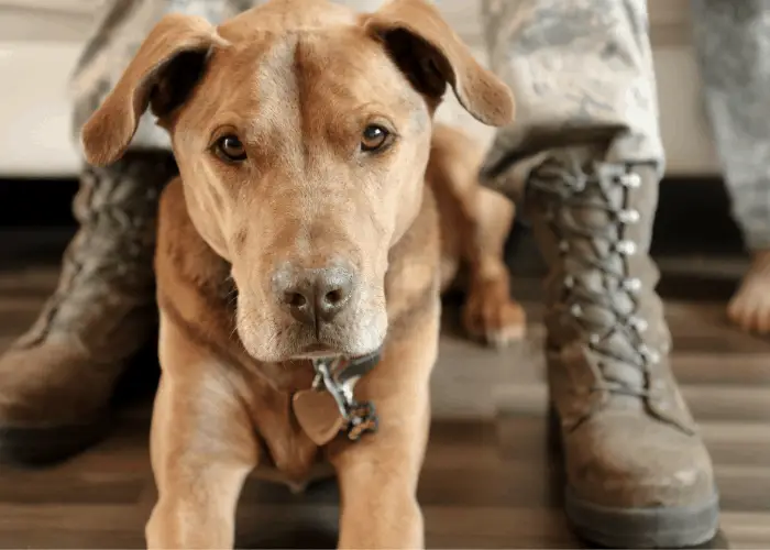 How Fast Can a Pit Bull Run Compared to Other Dogs? 7 pit bull as police and military dogs