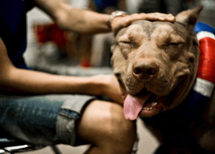 pit bull being patted by its owner