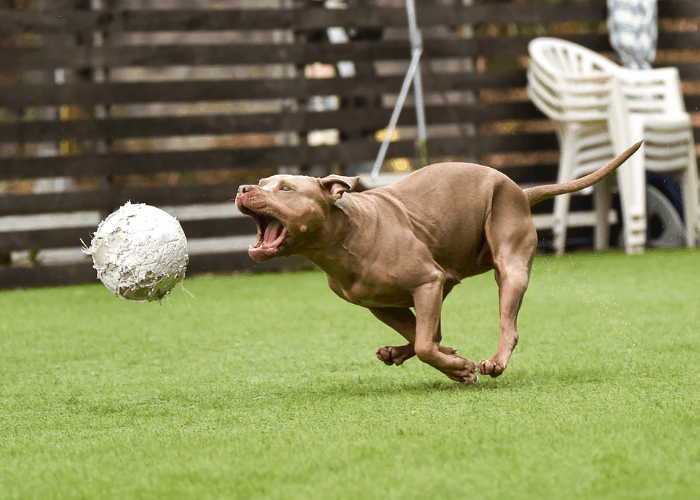 pit bull chasing a ball