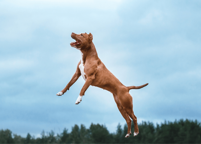 pit bull dog jumping