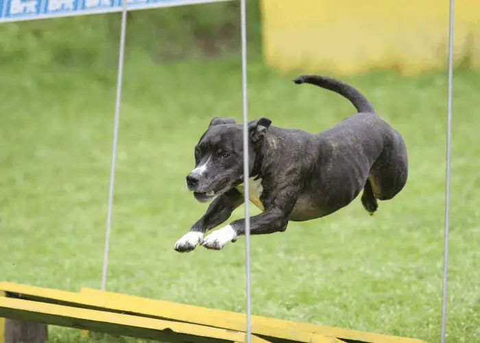 How Fast Can a Pit Bull Run Compared to Other Dogs? 9 pit bull in agility course