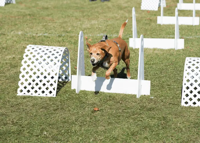 How Fast Can a Pit Bull Run Compared to Other Dogs? 11 pit bull in flyball show
