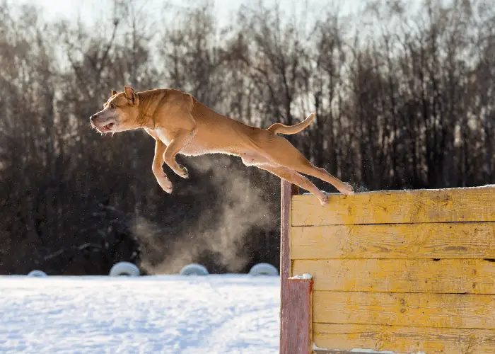 17 Pit Bull Pros And (Cons) That I Learned From My Beloved Pet 15 pit bull jumping over a fence