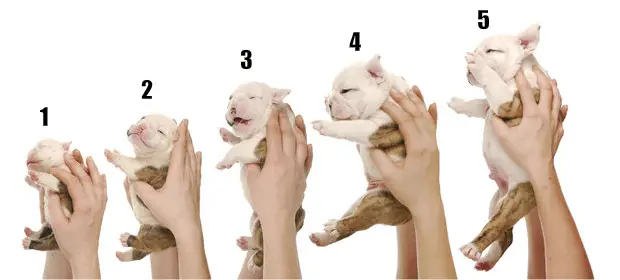 American Pitbull Terrier Growth Chart