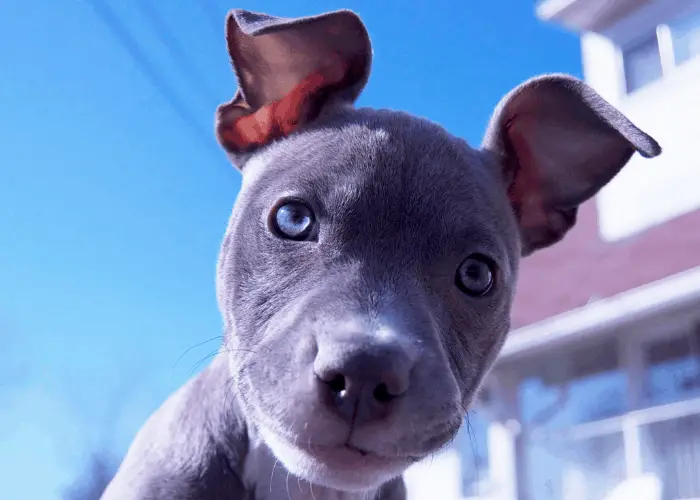 pit bull puppy with blue eyes looking closely at the camera