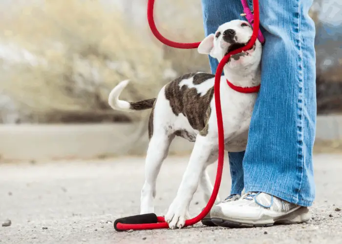 17 Pit Bull Pros And (Cons) That I Learned From My Beloved Pet 17 pit bull puppy with red leash being trained by owner
