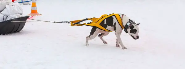 pit bull weight pulling in winter competitions