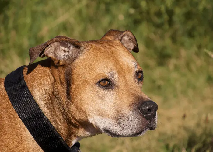 How Fast Can a Pit Bull Run Compared to Other Dogs? 10 pit bull with dark collar outdoors