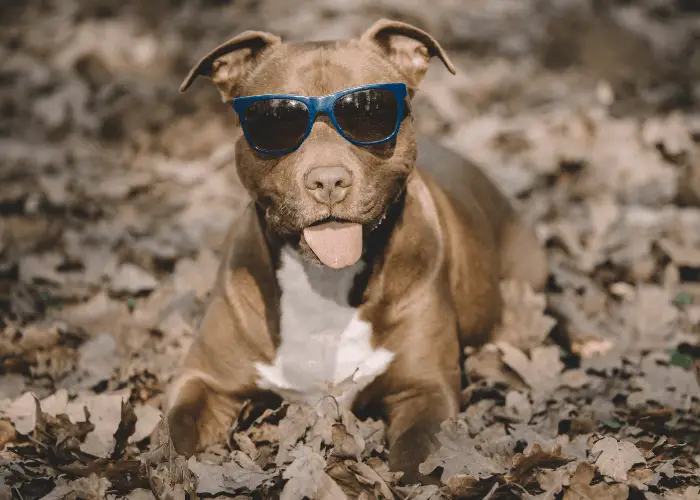 17 Pit Bull Pros And (Cons) That I Learned From My Beloved Pet 5 pit bull with sunglasses in the dried leaves