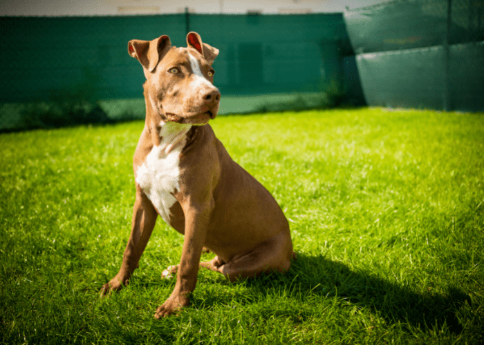 pitbull terrier standing on the lawn