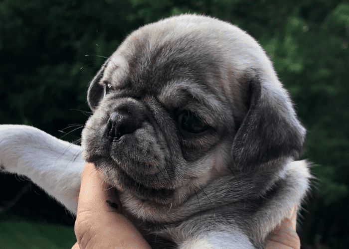 platinum pug being carried by owner