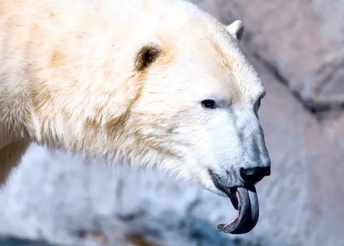 polar bear showing its tongue