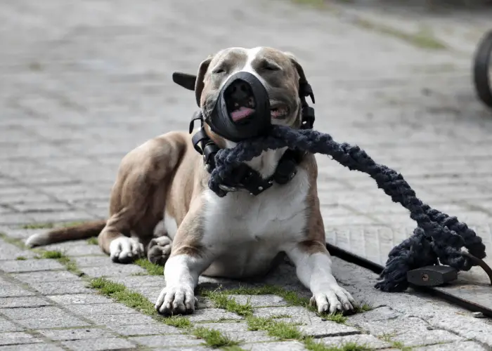 protective pit bull on leash with mouth guard