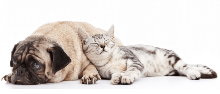 pug and cat lying together