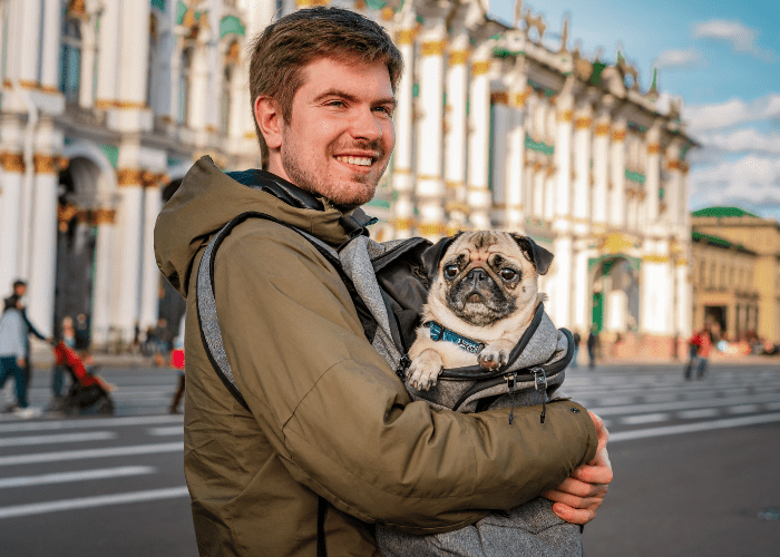pug being carried by its owner