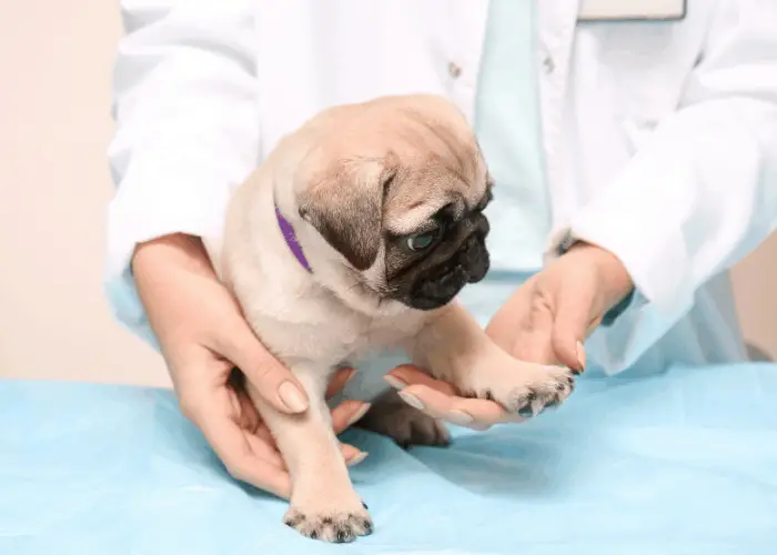 pug being examined in a Vet Clinic