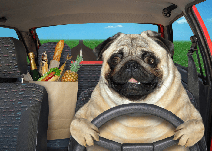 pug driving a car