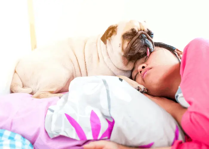 pug sleeping with female owner in bed