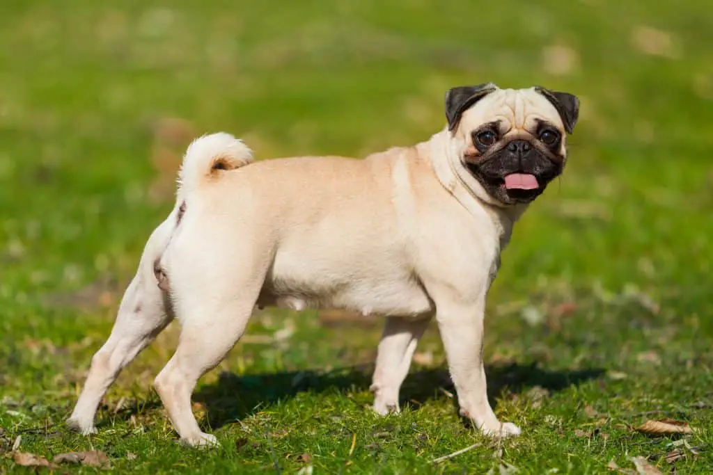 pug standing on the lawn
