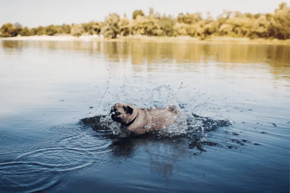 pug swimming in a river