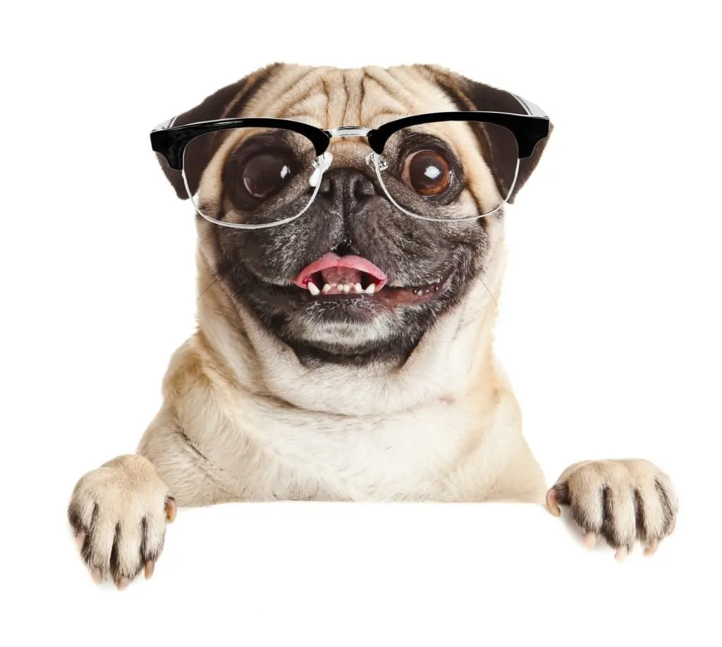 17 Pros And (Cons) Of Owning A Pug Dog Breeds FAQ