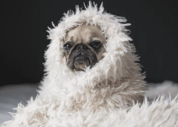 pug with winter blanket