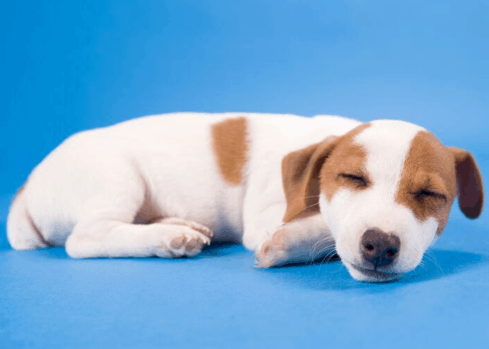 puppy sleeping on blue background