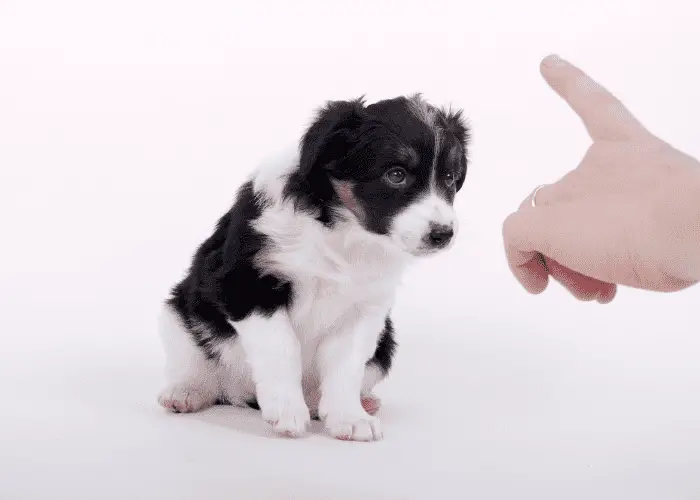 puppy trained by owner