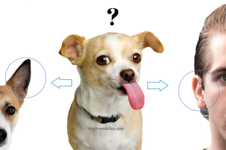 7 Reasons Why Dogs Lick Ears (OF OTHER DOGS & HUMANS)
