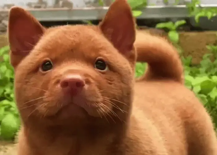 The Adorable Red Cantonese Bear Dog 4 red cantonese bear dog puppy close up