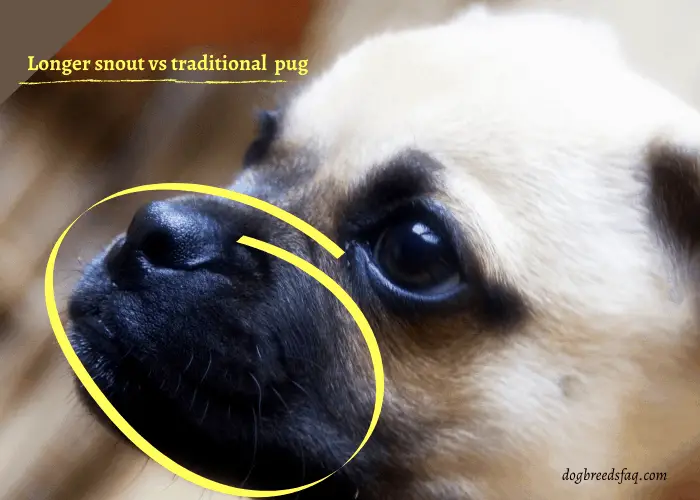 do pugs have bad eyesight