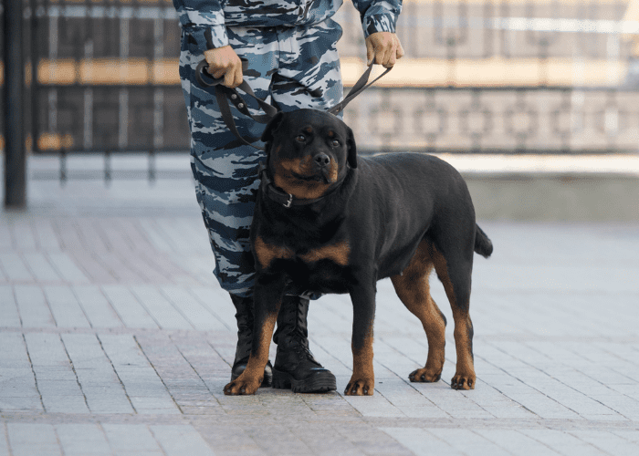 rottweiler being used as a police dog
