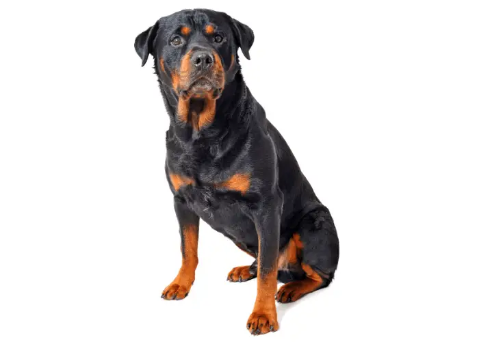 9 Dogs that Look Like Dobermans 3 rottweiler sitting against a white background