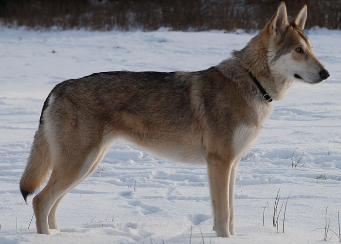 21 Dogs That Look Like German Shepherds: The K9 Doppelgängers 13 saarlos wolfdog in winter