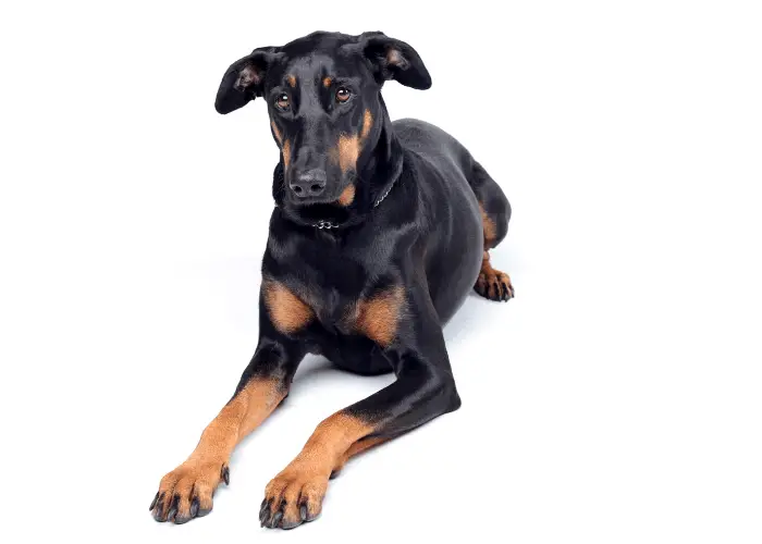 Doberman Pinscher: Best Guard Dog For Your Family 5 sad doberman pinscher on a white background