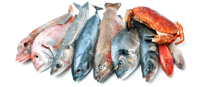 Can Dogs Eat Calamari? 6 seafoods on white background