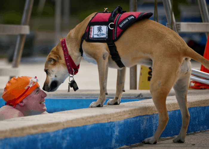 service dog sniffing its owner in the pool