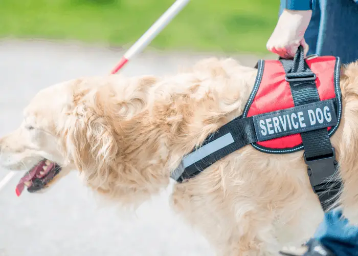 Are Dogs Allowed in Cabela’s? 3 service dog with a blind person