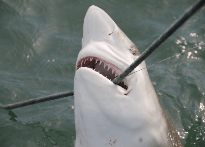 shark biting a steel line