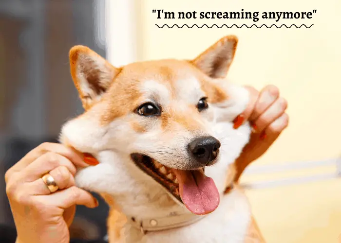 shiba saying that it is not screaming anymore