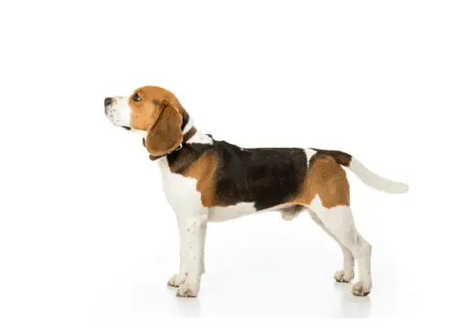 What Dog Breeds Would You Never Own? 5 side view of beagle with collar on white background