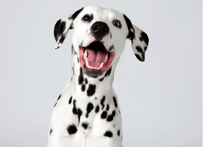 Dalmatian Complete Information 7 smiling dalmatian